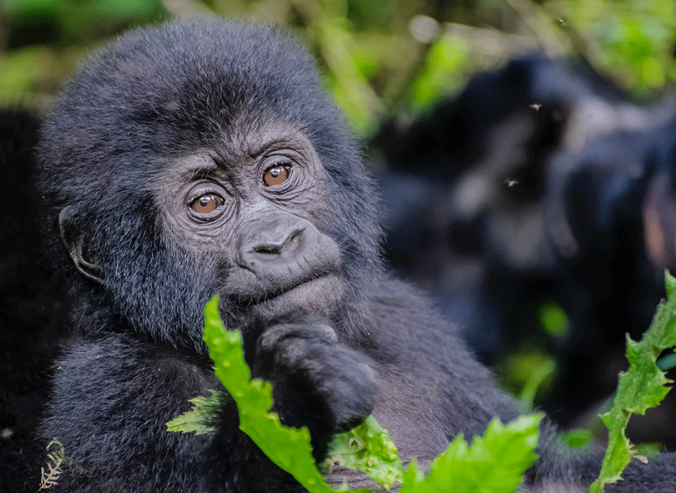 which Uganda Gorilla trekking region suits my fitness level