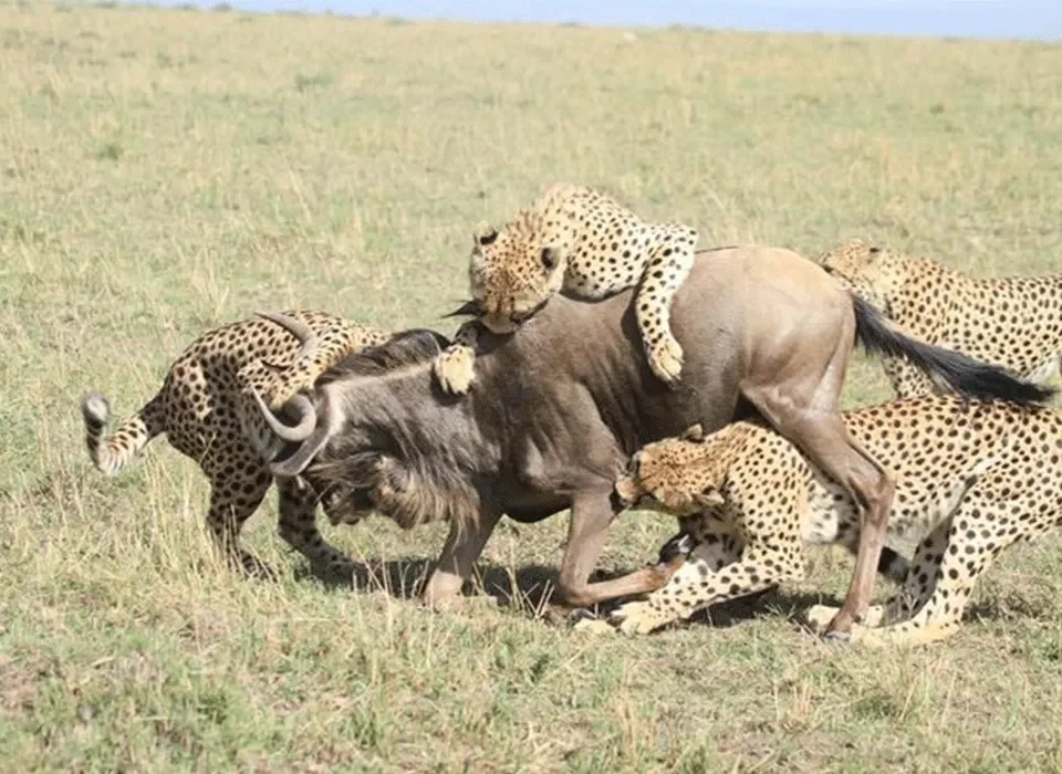 East Africa 4-Country Safari Packages