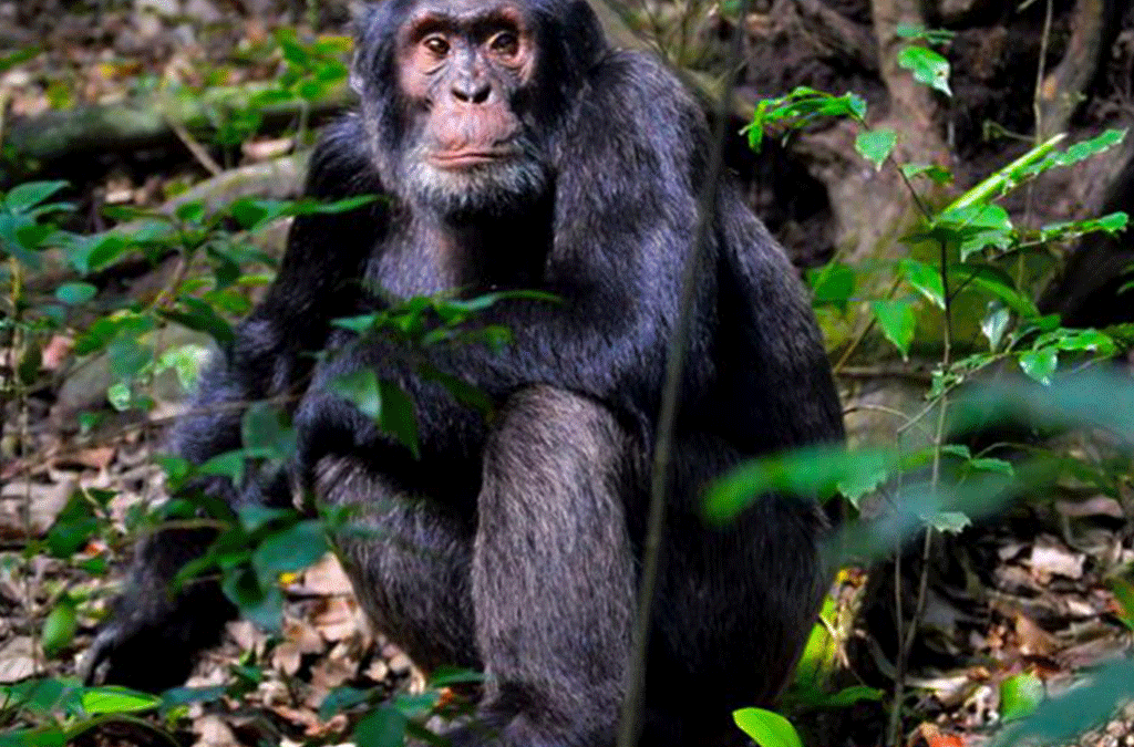 Chimpanzee Trekking in Kibale National Park 2 Chimpanzee Trekking in Kibale National Park