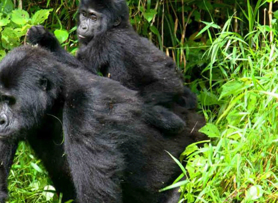 How Gorilla Trekking Differs from Game Drive Safaris