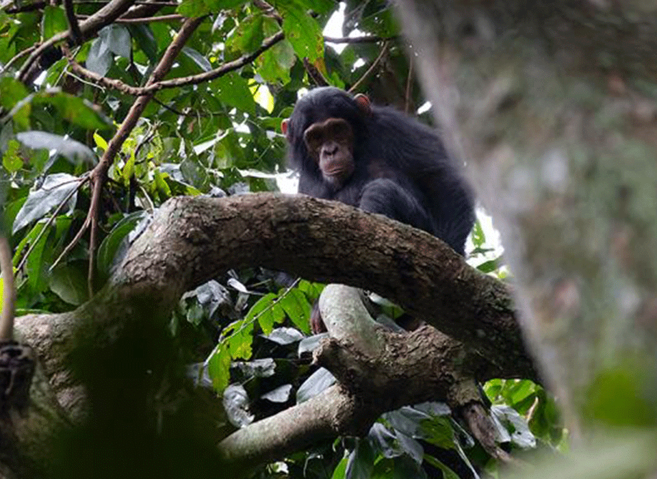 Is January a Good Time to Visit Uganda