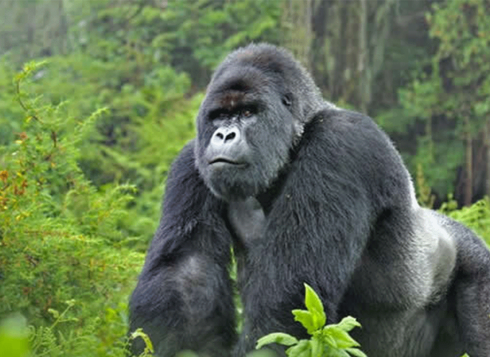 Mgahinga Safari Beyond Gorillas 12 Mgahinga Safari Beyond Gorillas