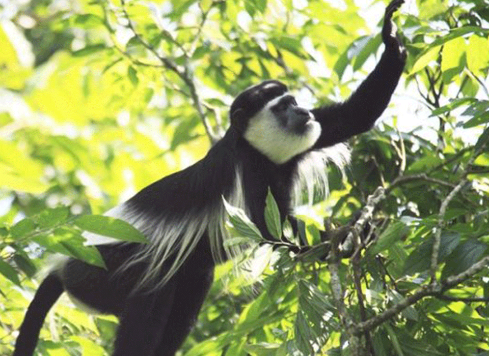 Primate Safari in Kibira National Park
