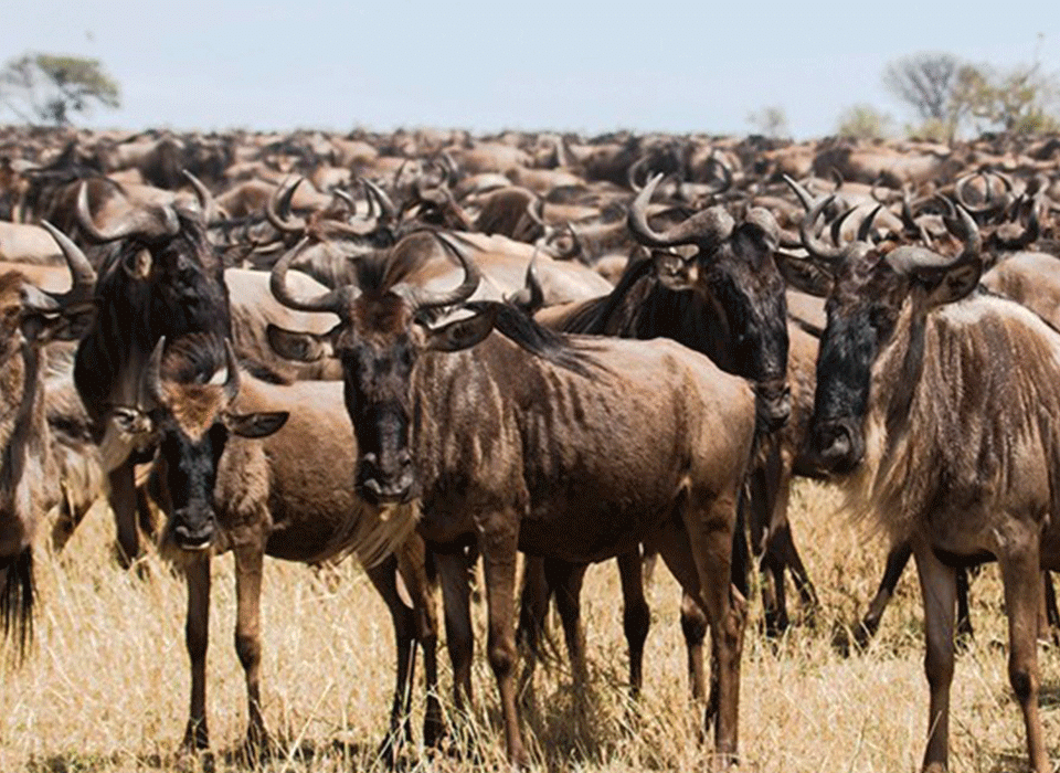 The Best Things To Do on a Tanzania Safari