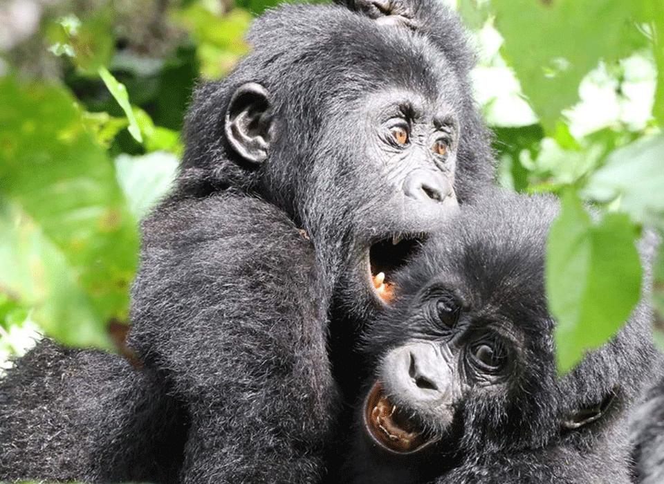 Top Gorilla Destinations in Africa 12 Top Gorilla Destinations in Africa