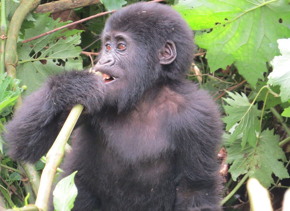 Uganda Gorilla Trekking Safari 8 Uganda Gorilla Trekking Safari