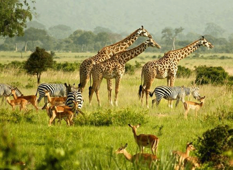 What Makes Uganda a Different Destination