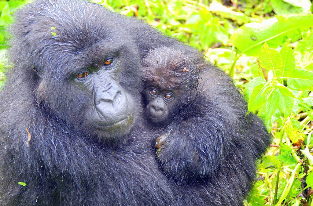 Nature Walks and Gorilla Safaris