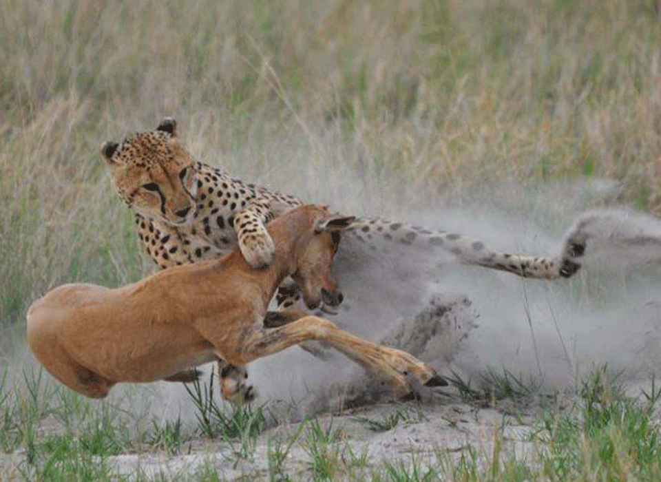 Where Are Cheetahs Found in Uganda