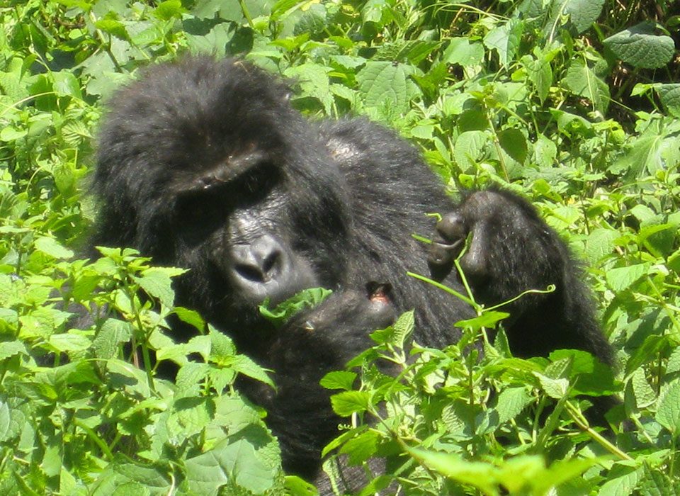 Gorilla Trekking After Tour Du Rwanda 2026 6 Gorilla Trekking After Tour Du Rwanda 2026