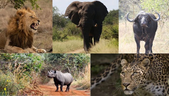 Big Five game drive in Akagera National Park