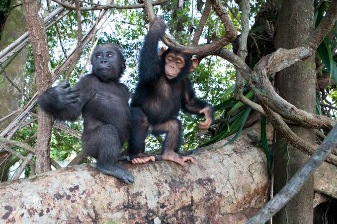 Low-season primate permit discounts