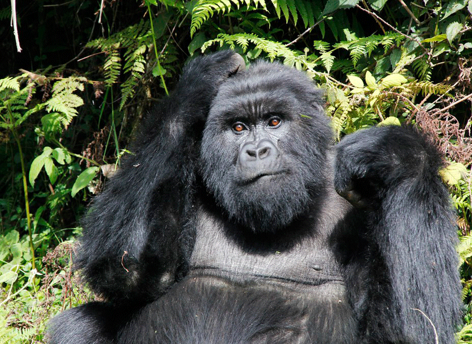 Distance and Drive Time from Entebbe to Bwindi