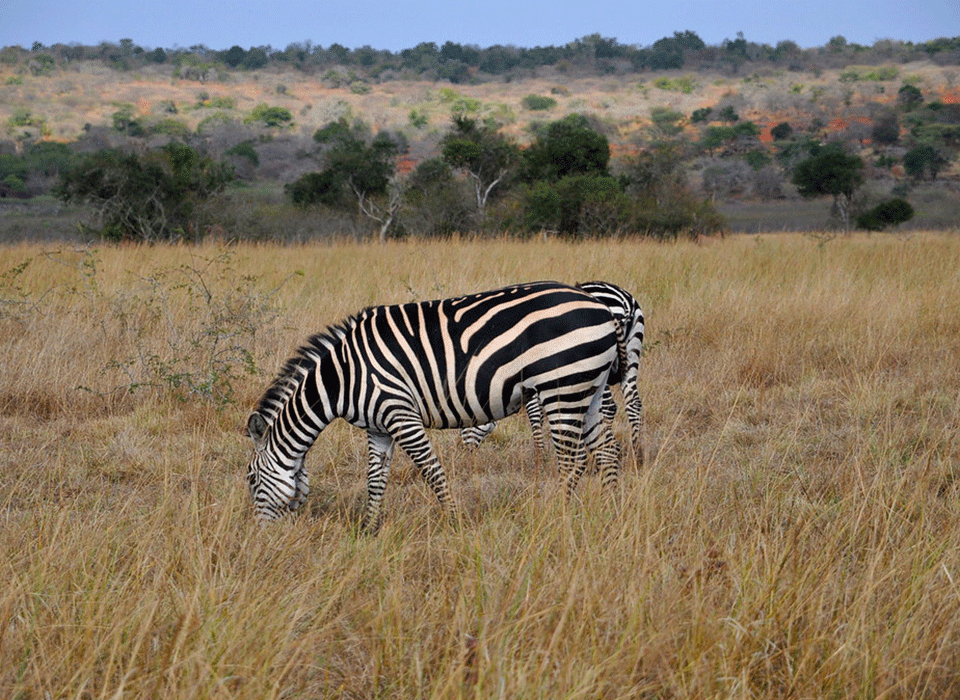 Rwanda's Savannah Park 12 Rwanda's Savannah Park .