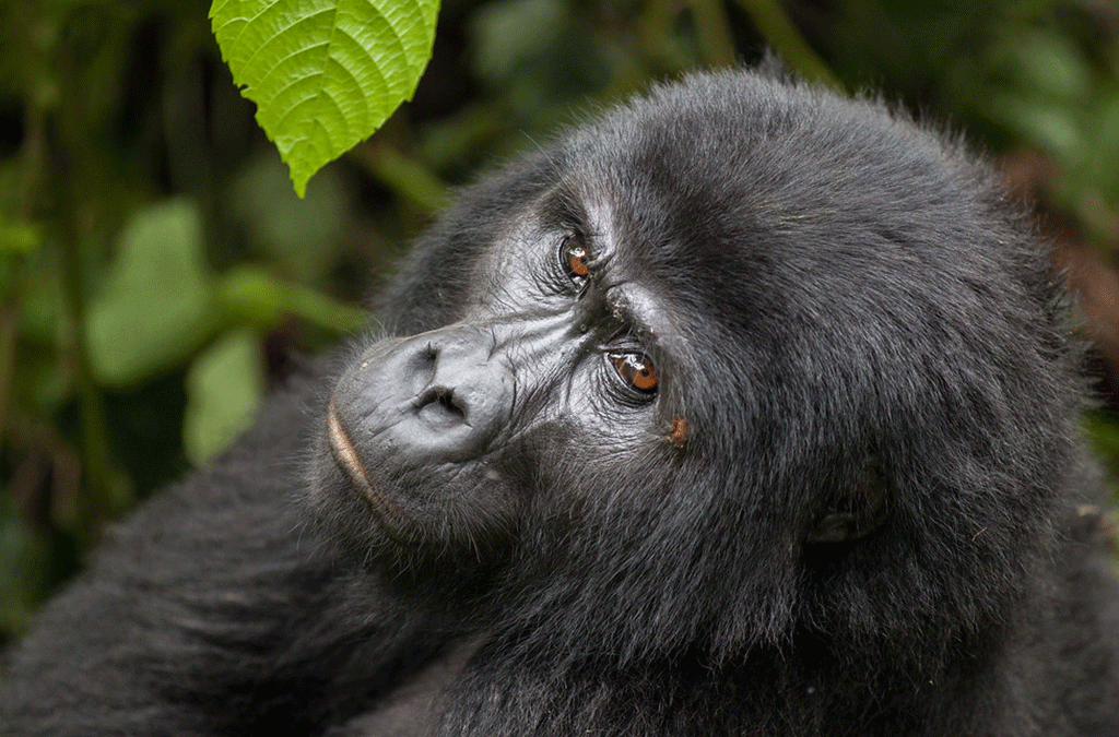 Uganda Destinations Best for First-Timers