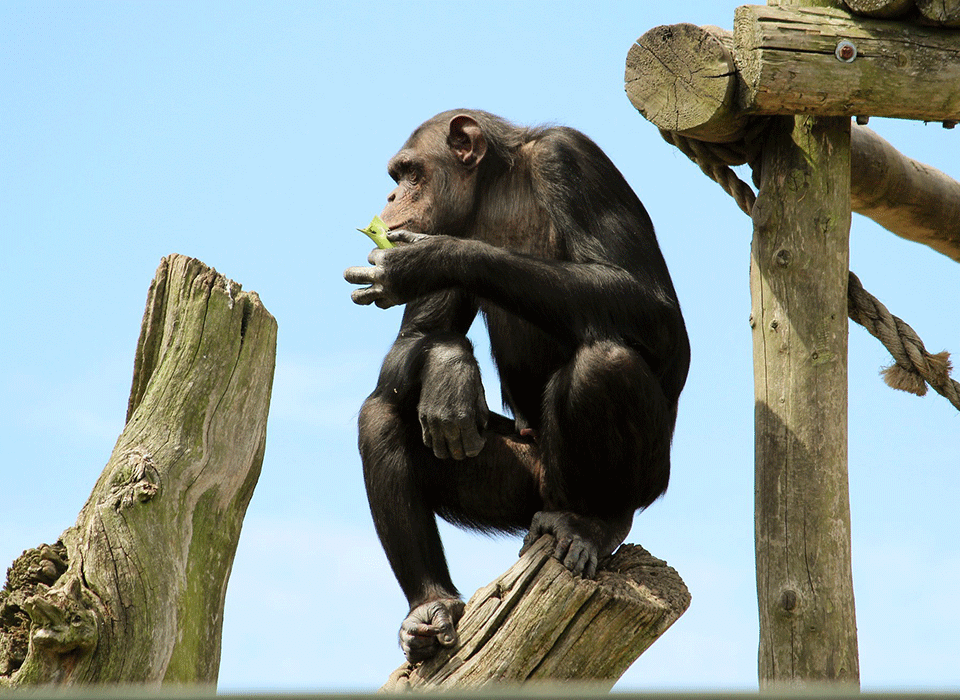 What Makes Chimpanzees So Smart: The Science Behind Their Amazing Abilities 10 What Makes Chimpanzees So Smart