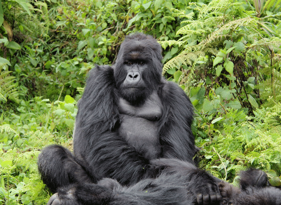 Detailed Cost Breakdown of a 3 Days Gorilla Tour from Kigali to Bwindi