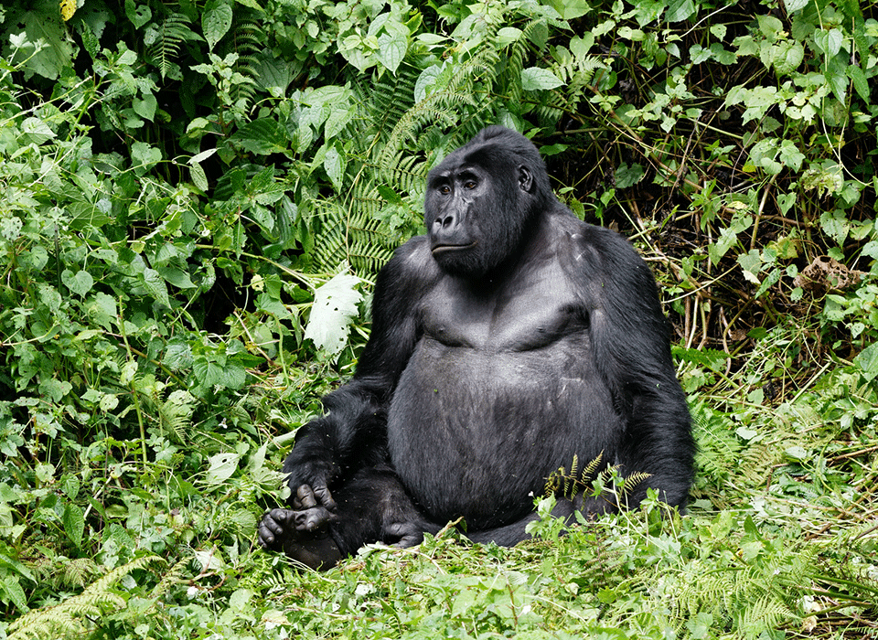 Why Most Visitors Prefer Bwindi Over Mgahinga for Gorilla Trekking