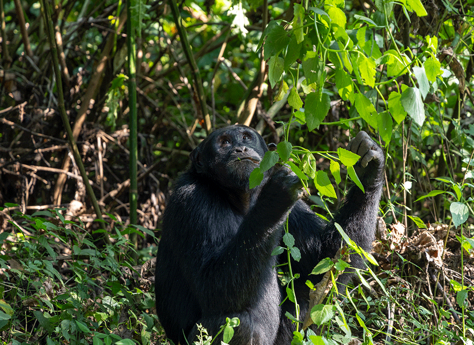 Why Most Visitors Prefer Kibale Over Nyungwe