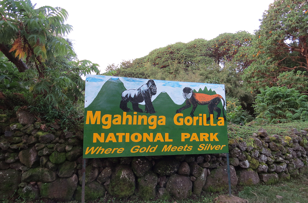 Why should one visit mgahinga? 2 Why visit Mgahinga Gorilla National Park