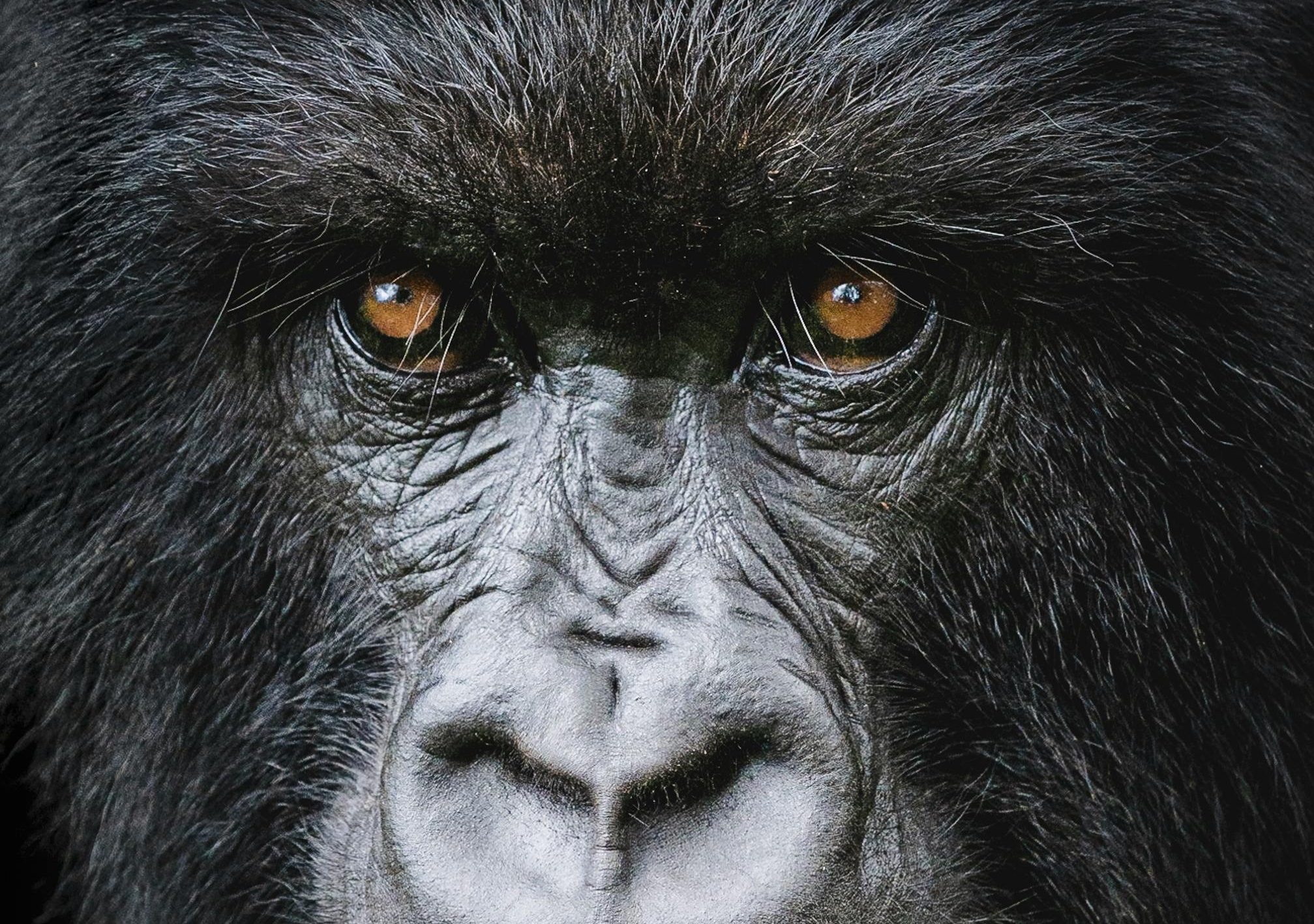 Mountain gorilla family in Bwindi Impenetrable National Park during a Uganda primate safari