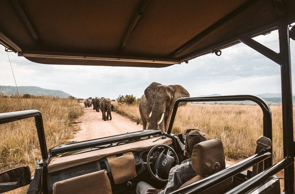 Guided vs Self-Guided – Which Is Right for You? 2 Guided vs Self-Drive Safari Uganda