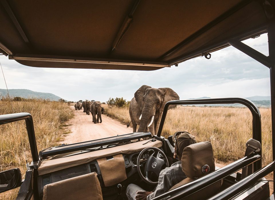 Guided vs Self-Guided – Which Is Right for You? 4 Guided vs Self-Guided Safari Uganda