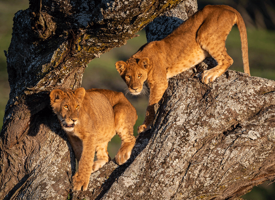 Gorilla Trekking & Tree-Climbing Lions