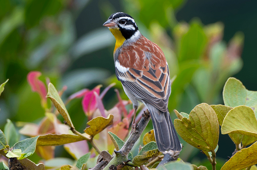 Prime Birding Locations Within Bwindi 2 Birding Locations in Bwindi