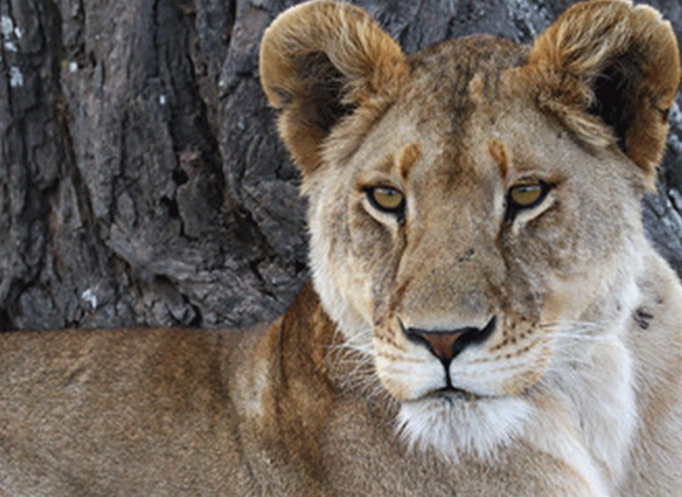 Top destinations for spotting big cats in Tanzania 6 Big Cats in Tanzania