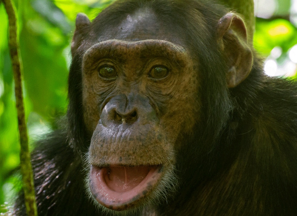 What Does a Chimpanzee Safari Include? 6 What Does a Chimpanzee Safari Include?