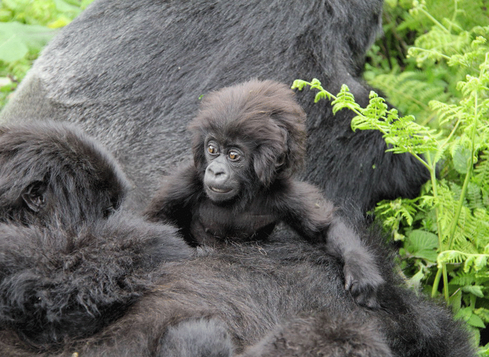 low season gorilla trekking Uganda