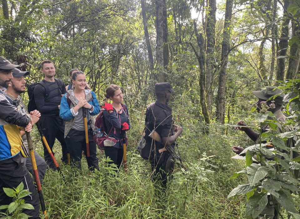 Gorilla Habituation Group Size