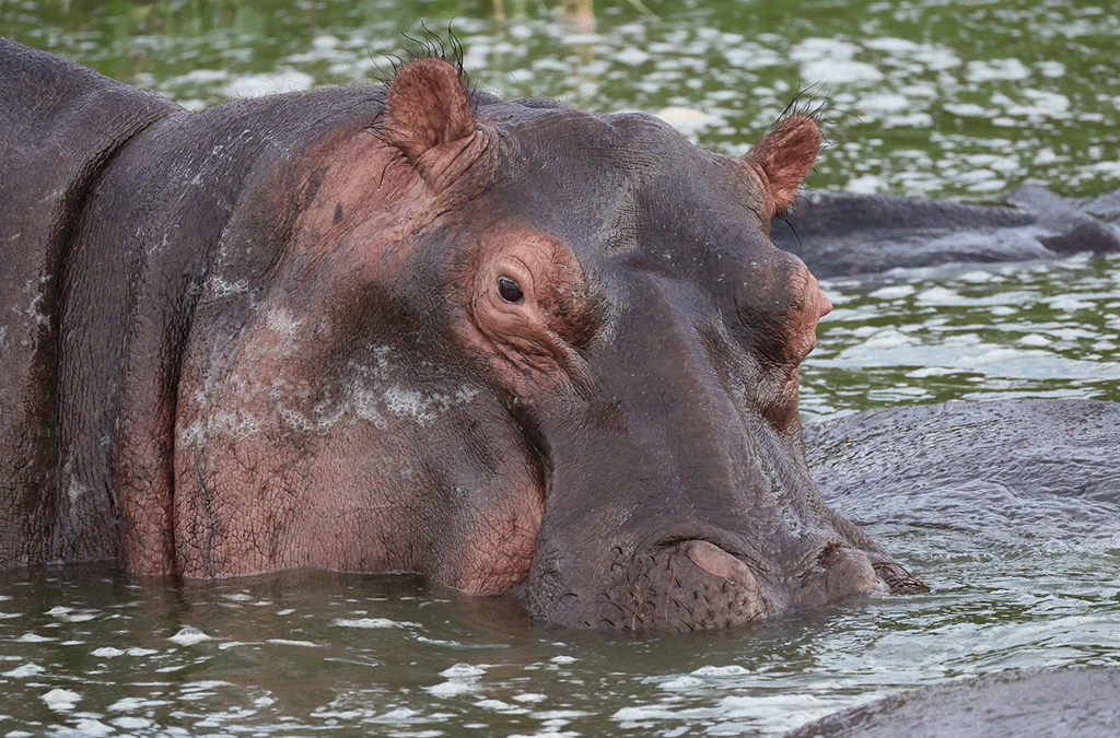 Animals to Look Out For in Queen Elizabeth National Park.