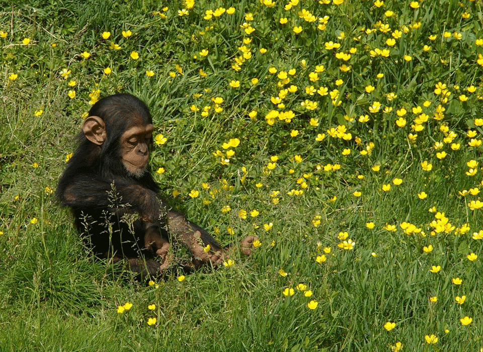 What Makes Uganda a Perfect Gateway for Wildlife Safari? 9 Uganda Wildlife Safari gateway