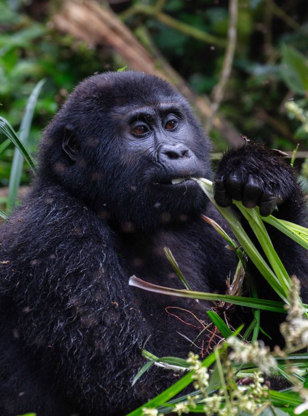 2-Day Uganda Gorilla Tracking