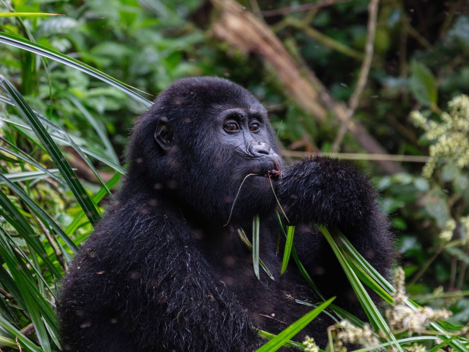10 Gorila20de20montaC3B1a2028Gorilla20beringei20beringei292C20parque20nacional20de20la20Selva20Impenetrable20de20Bwindi2C20Uganda2C202024 02 022C20DD2005