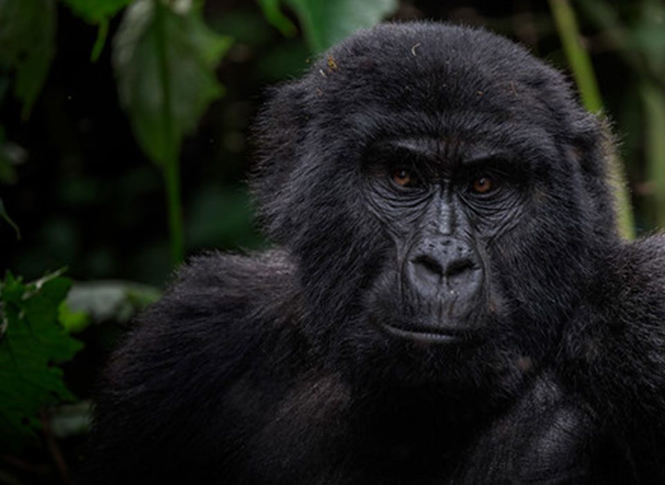 10 Days Gorilla Safari and Game Drive