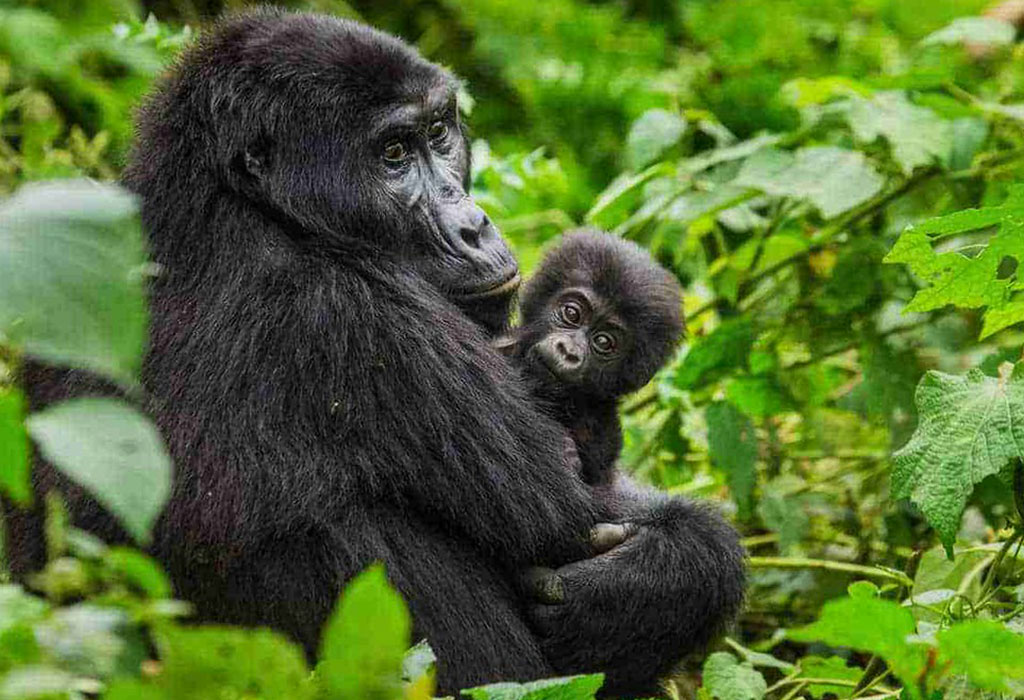 1 Day Gorilla Trekking in Bwindi