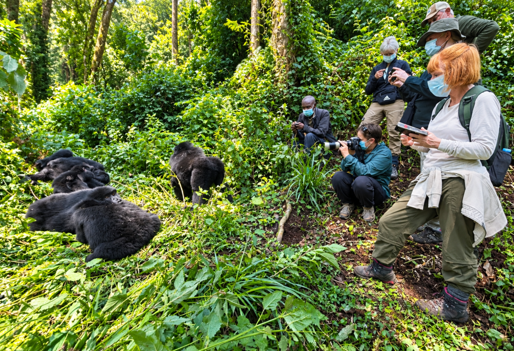 Budget Gorilla Habituation Safaris