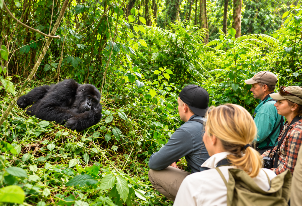 Budget Gorilla Habituation Safaris