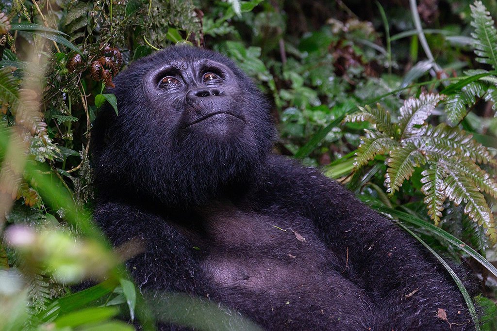 8-Day Luxury Uganda Safari