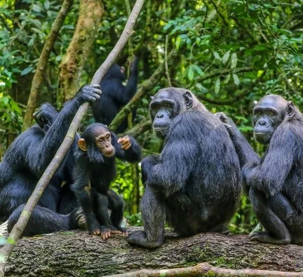 Chimpanzee family in Kibale National Park during a Uganda chimpanzee safari