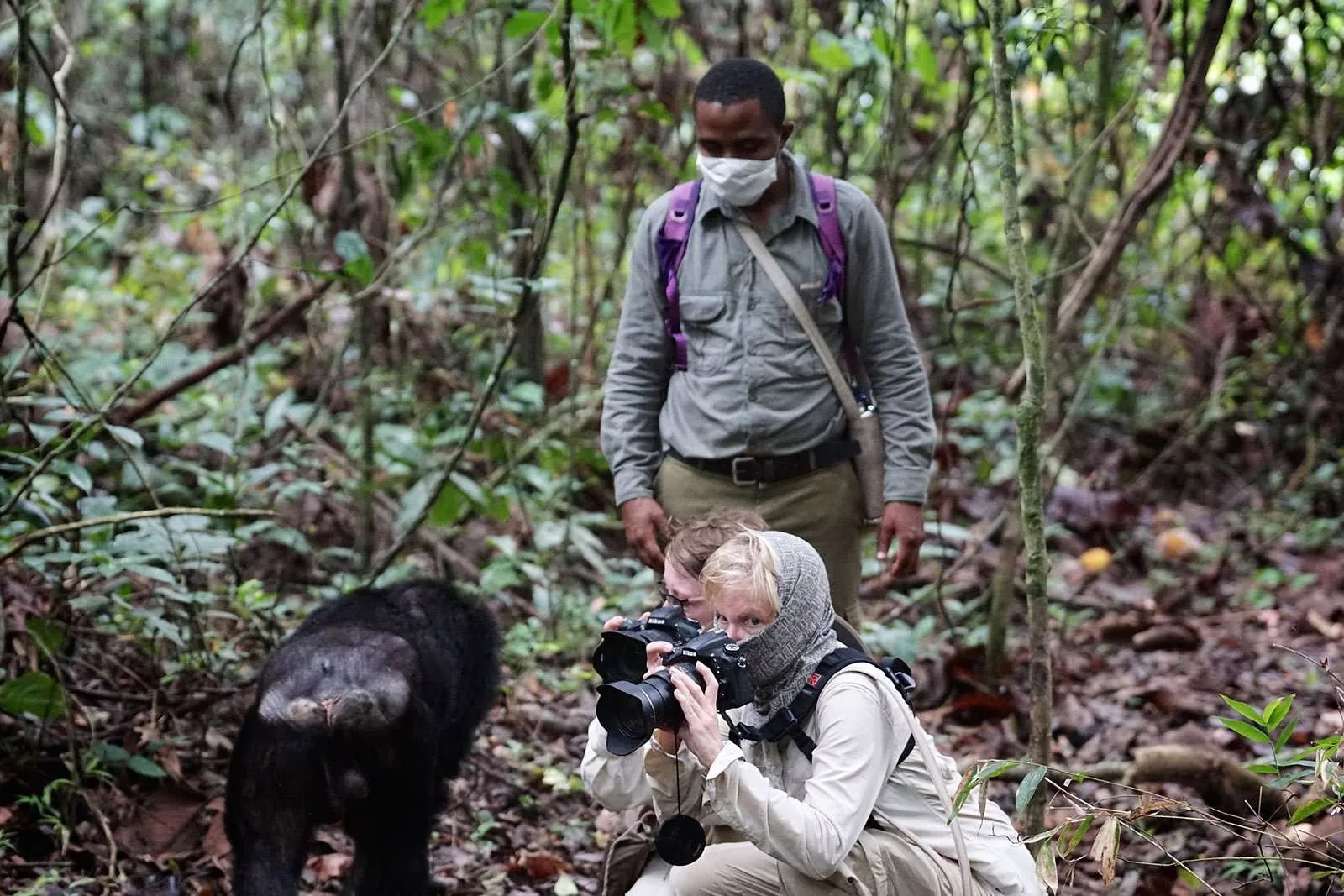 Is Uganda a Good Idea for a Primate Safari? 8 Chimpanzee encounter in Kibale rainforest during a primate safari
