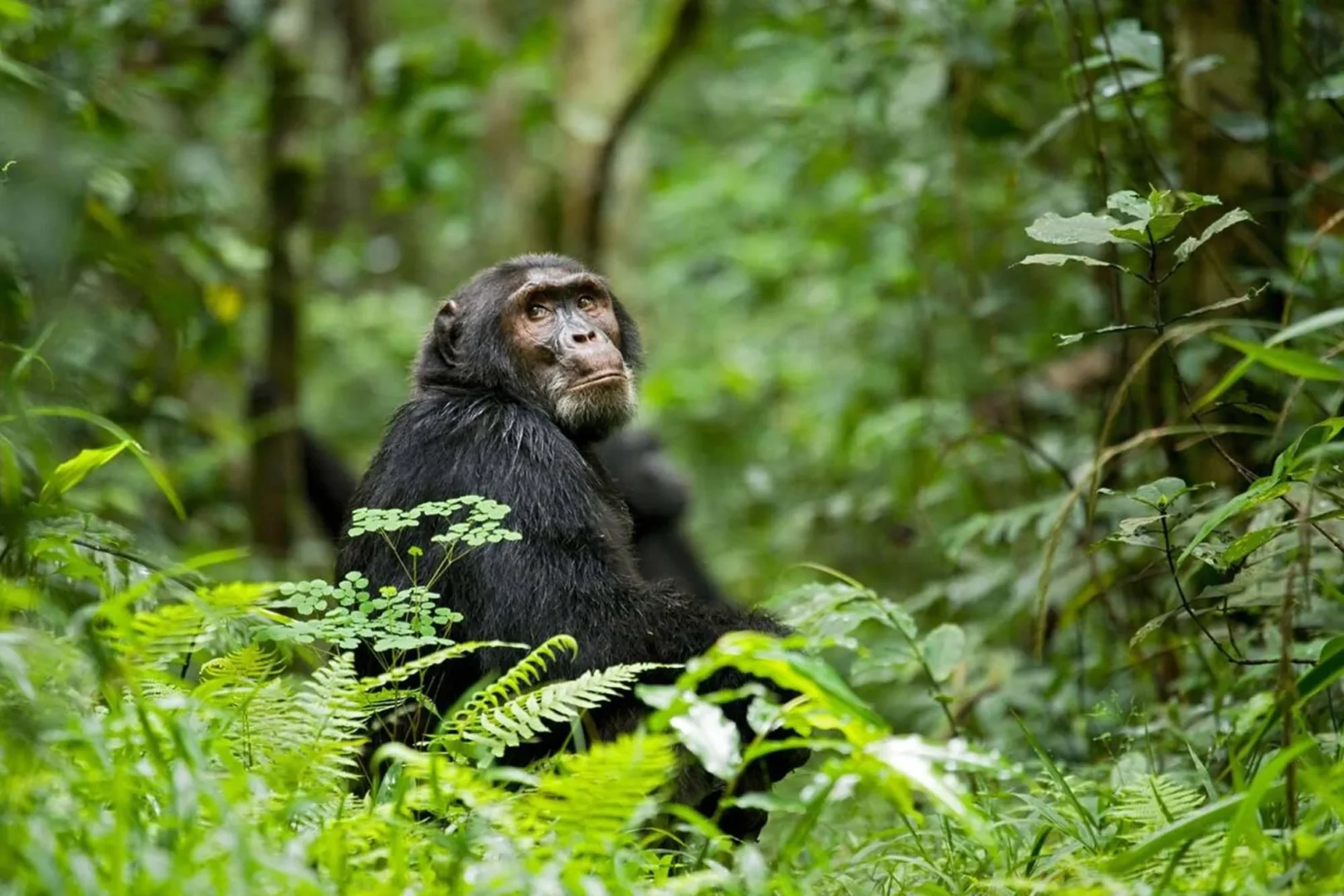 Kibale National Park on a Uganda safari