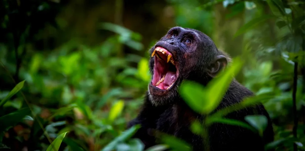 4-Day Uganda Gorilla and Chimpanzee Trekking Safari