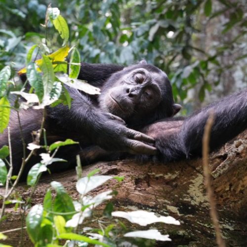 Uganda Safari from Munich