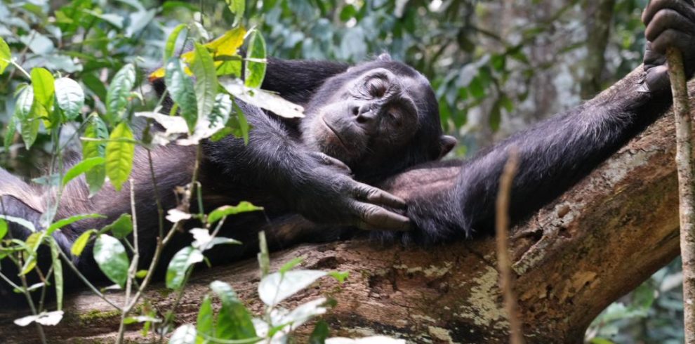 Uganda Safari from Munich