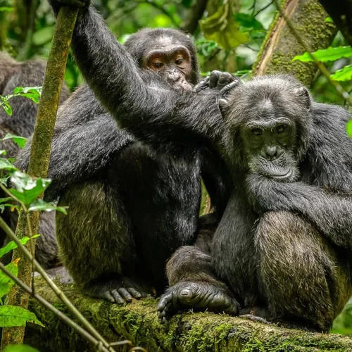 8-Day Luxury Uganda Safari