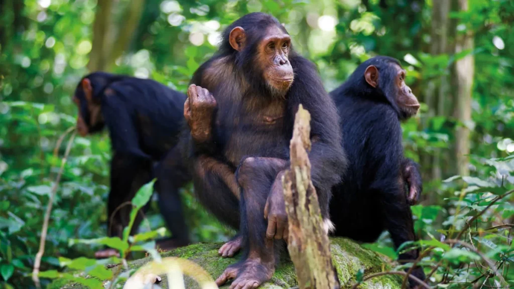 Low-Season Primate Permit Discounts in Uganda 6 Chimpanzee in Nyungwe National Park Rwanda